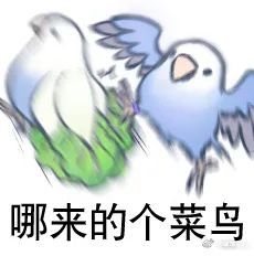 說的什麼鳥語鳥圖系列表情包_騰訊新聞