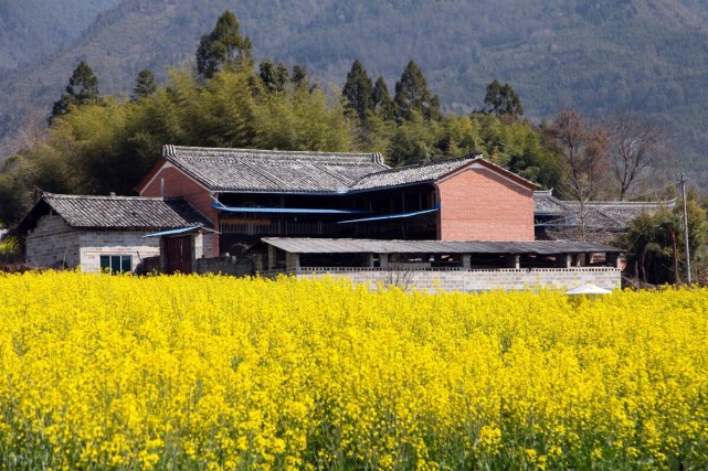 地理教師走中國越過高黎貢山看騰衝界頭黃萼裳裳油菜花