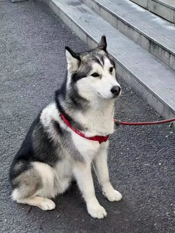 并无人看管而其身边像是正在求助警察蜀黍冲其摇着尾巴一条哈士奇正在