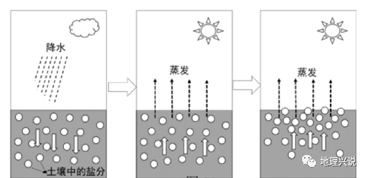 运动上升到地表,水分蒸发后,盐分积累在表层土壤中的过程,也称盐碱化