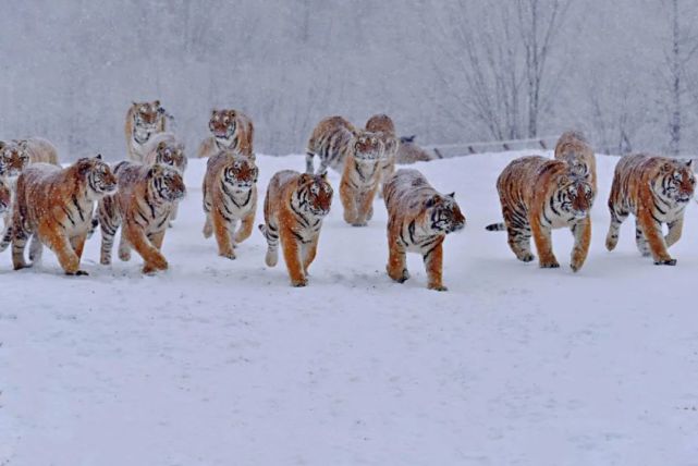 雪山老虎图片