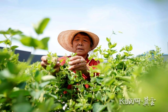 資料圖本規程創新集成了金銀花專用肥配方,扦插育苗,整形修剪,產地