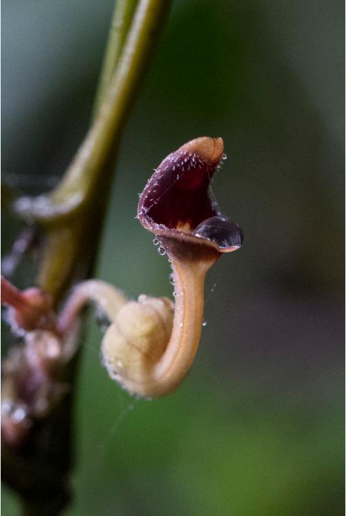 通城虎 aristolochia fordiana, 馬兜鈴科,鳳蝶的寄主植物,梧桐山