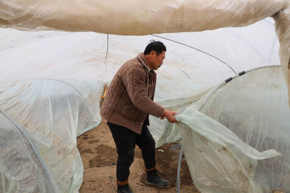杨圩村针对雪雨保大棚保菜篮