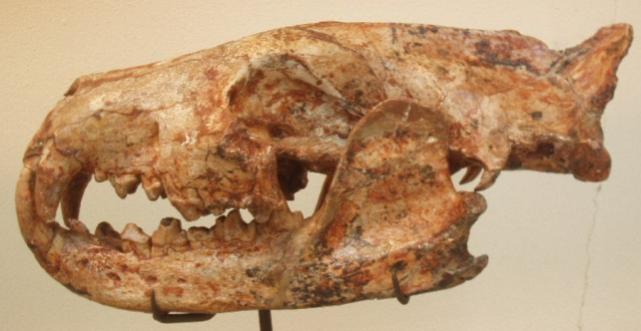 而就目前的化石证据来说,鬣齿兽科和猎猫科的物种已经陆续在中新世(约