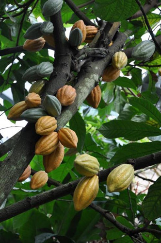 你知道吗巧克力的黑历史