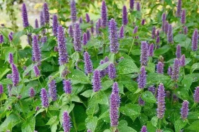 藿香,它的香,是木质的,带着泥土气息的苦味|花名册no.00022_腾讯新闻