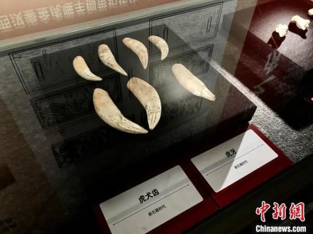 福建博物院由福建博物院院藏的南朝青釉虎子等展品