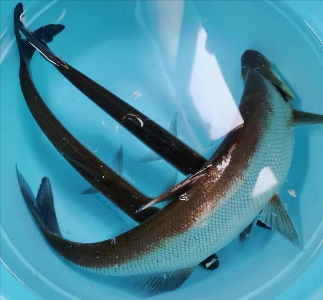 广东一男子野钓收获翘嘴鱼,接下来一番神操作,颠覆了众人的认知_腾讯