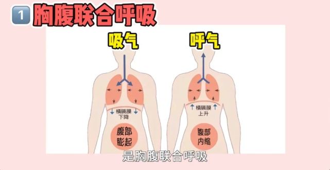 第一个动作叫做「胸腹联合呼吸」,就是要想象着你的胸腔和腹腔都能360