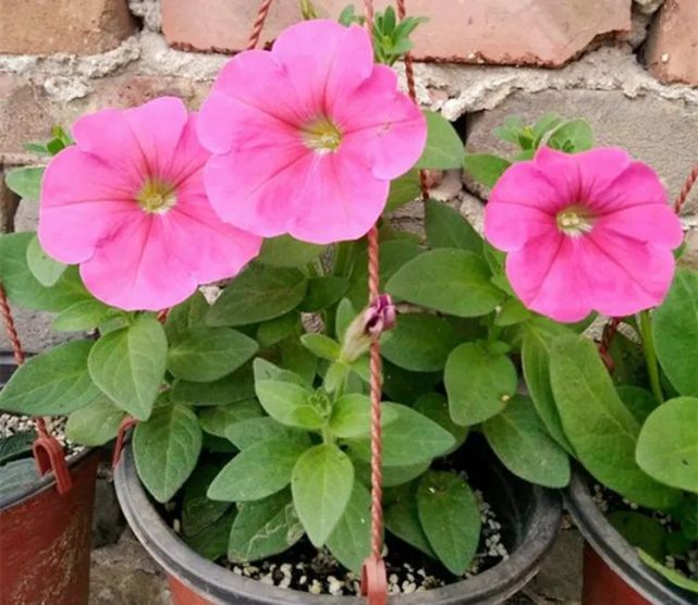 矮牵牛有个常见的别名"碧冬茄",这个"茄"字就来自它的家族名称.