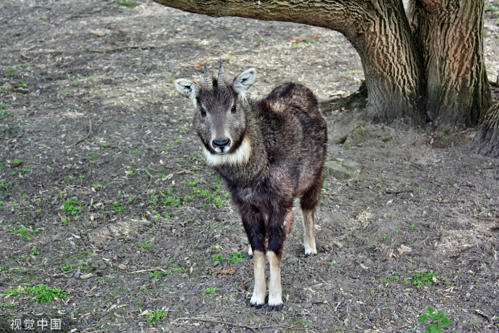 中华斑羚的尾巴不长,但长有丛毛,与一般的山羊尾巴和鹿尾巴都不太相同