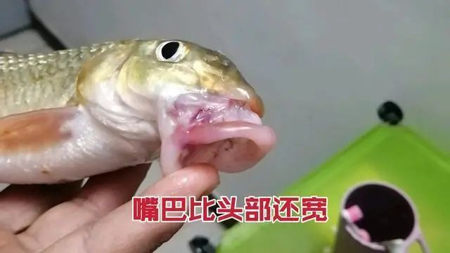 它究竟是个啥南阳钓友钓获一条猪嘴鱼嘴巴形状怪异长有两道嘴唇