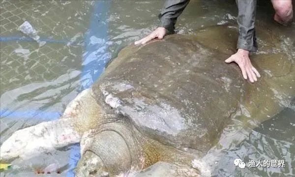 印度恒河甲鱼成灾,无人敢吃,最后大多自然老死