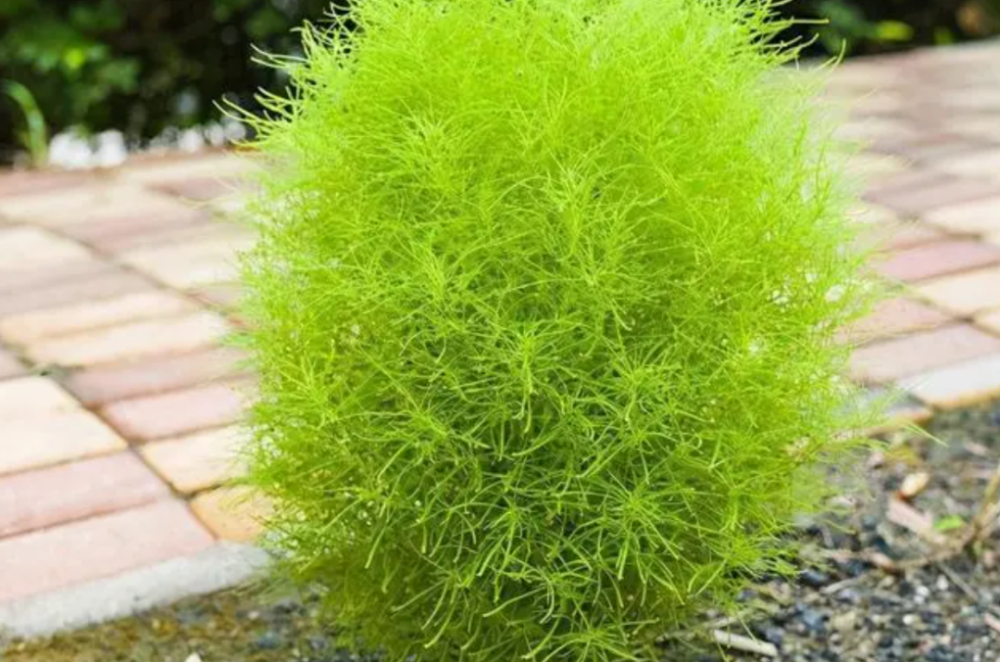 风滚草在美国堵路还淹没小镇入侵全球在我国却很难成年