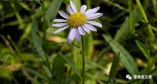 治疗风湿,类风湿关节炎的中药泡酒验方