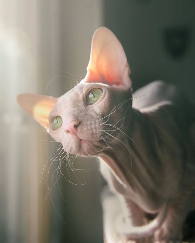 斯芬克斯猫,成年猫咪仅头部,四肢和尾巴有绒毛,全身其他部分无被毛