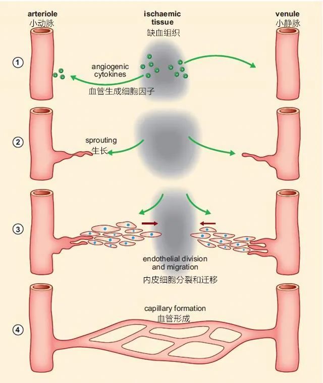 瘢痕|肌成纖維細胞與瘢痕