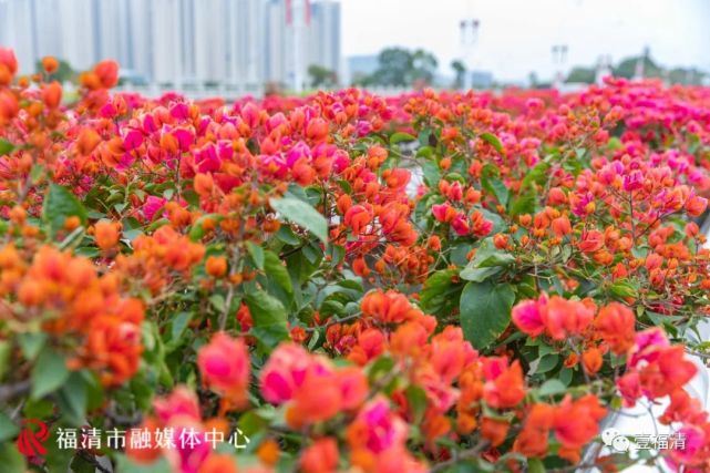 惊艳 福清2 5万米 空中花廊 来了 福清 三角梅 高架桥 百桥