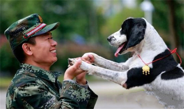 2008年那個在汶川地震中救出13人的軍犬冰潔後來怎麼樣了