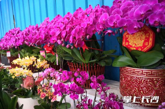今日,记者在长沙红星花卉市场,三湘