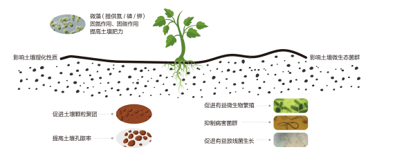 重磅消息微藻肥悄悄地火了功能性肥料的蓝海市场出现很多人不知道