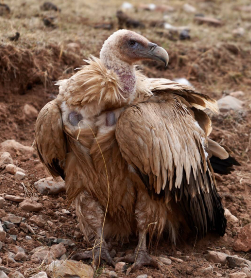 自然界的"清道夫":秃鹫和秃鹳对环境十分重要,战斗力也不弱
