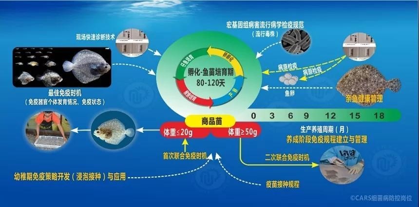 2021中國農業農村重大新技術鮃鰈魚類弧菌病基因工程活疫苗創制