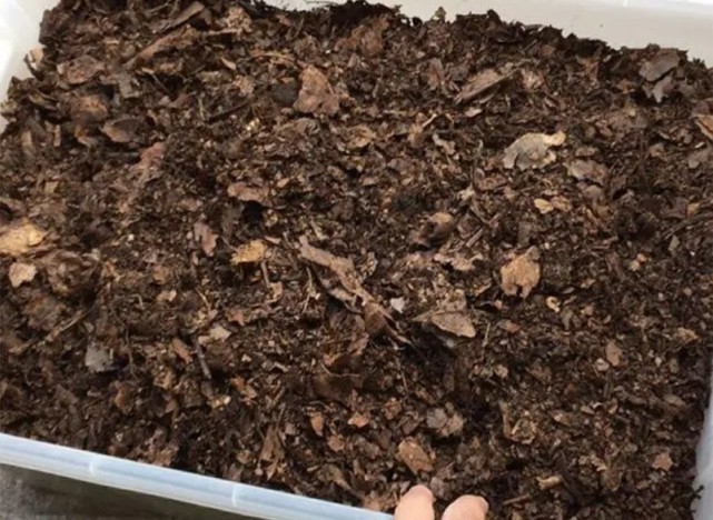 养花营养土不用买 自己沤制的花土松软肥沃 养啥花都旺 养花 营养土