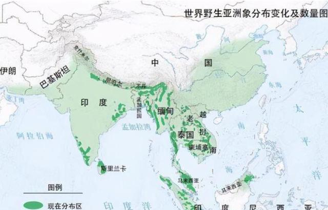 大象在我国历史上分布广泛,种群数量众多,但如今却仅残喘于云南一隅