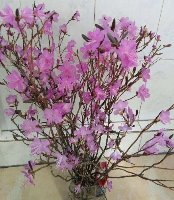 "枯枝开花"是"国保"野生杜鹃|小兴安岭|杜鹃花|兴安杜鹃|干枝杜鹃|翟