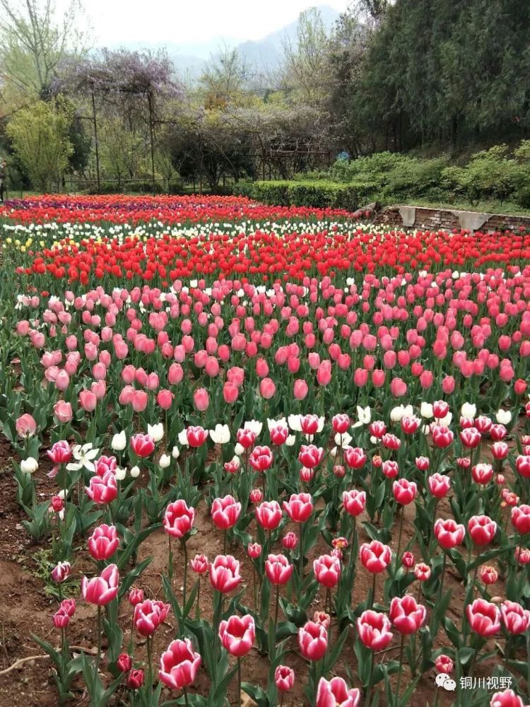 陝西鄠邑區餘下鎮牡丹園