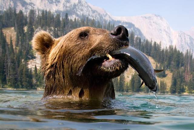 大猩猩vs灰熊谁的战斗力更强