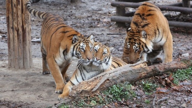 上海华南虎"三口之家"首次合体亮相,狮虎山上空还有会"飞"的肉_腾讯