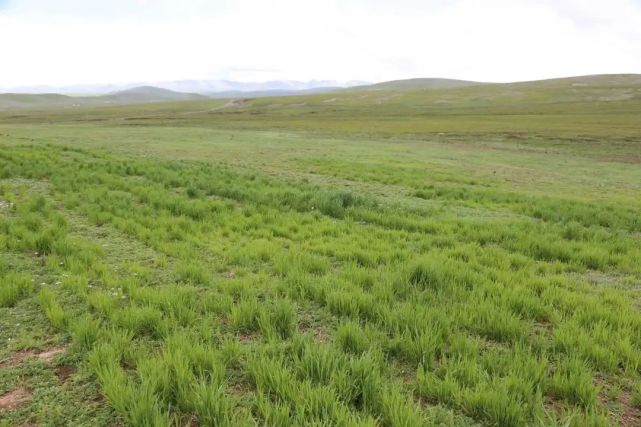 嘉塘保护地:探索生态保护和社区发展共进之路