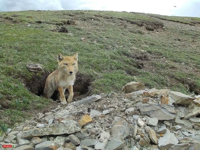 嘉塘保护地:探索生态保护和社区发展共进之路