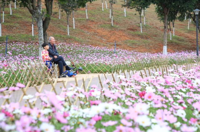 廣州二龍山花園★廣州二龍山花園的櫻花預計於年初四陸續開始綻逢年