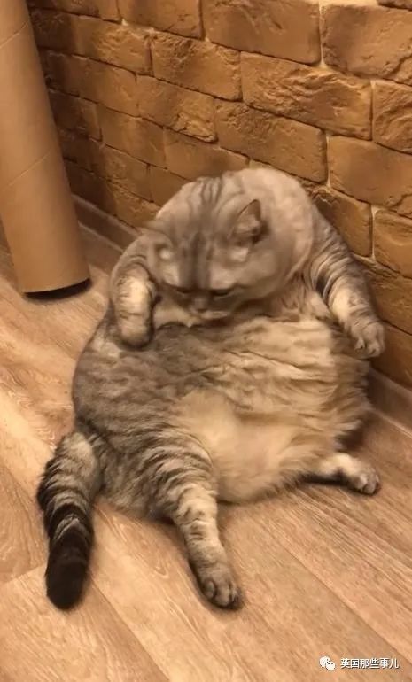 猫咪胖成圆球网友质疑铲屎官故意喂这么肥博关注甚至发出死亡威胁