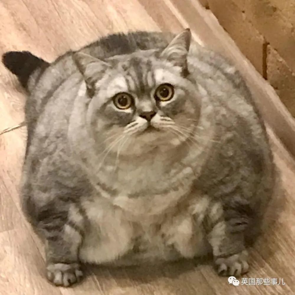 网友质疑铲屎官有点"病态",故意给猫喂食过多,让猫胖成这样,就是为了