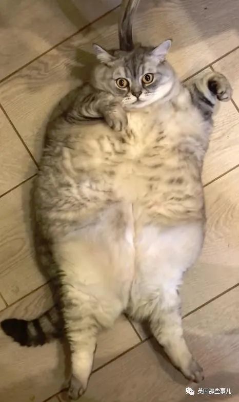 猫咪胖成圆球网友质疑铲屎官故意喂这么肥博关注甚至发出死亡威胁
