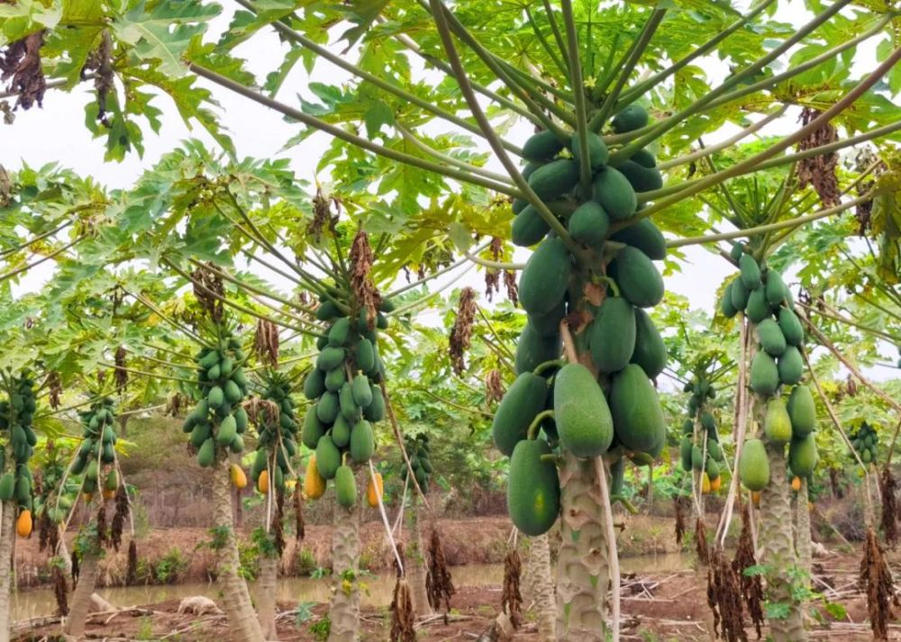 大青皮水果木瓜,台创园内种植的最近,少之又少了.