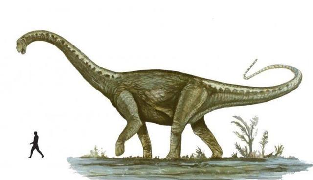 人们根据已知进行推测,普尔塔龙的体长能够达到四十米,体重可以超过七