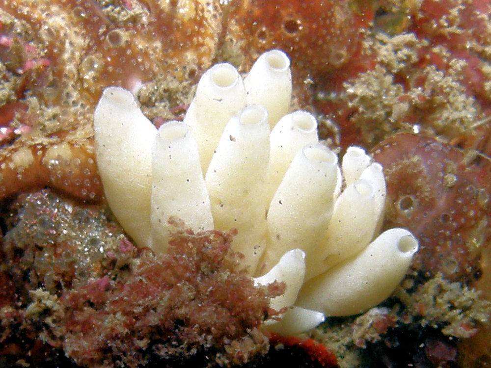 海绵看似植物实则动物已发现16000余种专家还有近万种