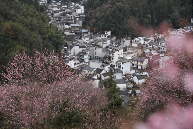 巖寺鎮:農技