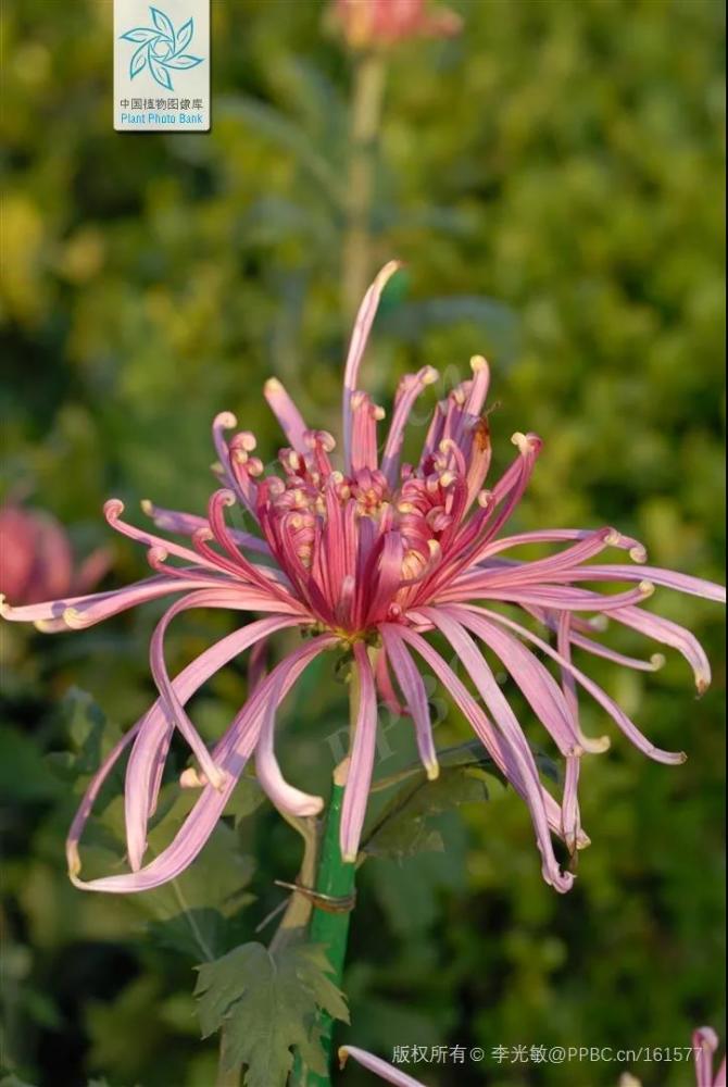 林草科普敦煌壁画中的植物菊花