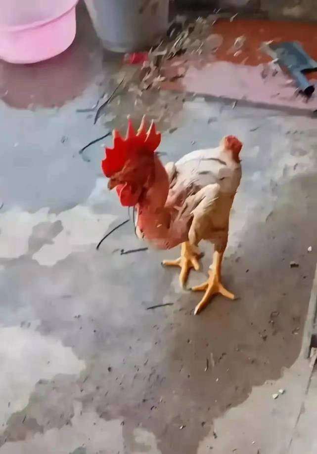 武汉小伙在女友家杀鸡先拔毛再生烫网友这是要杀鸡儆岳父