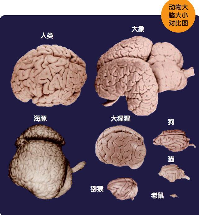 最初,科学家们以大脑的体积和重量来给动物们的智商排名,这种排名方法