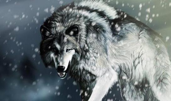 狼王死后儿子是否会夺取首领之位狼后又会被如何对待