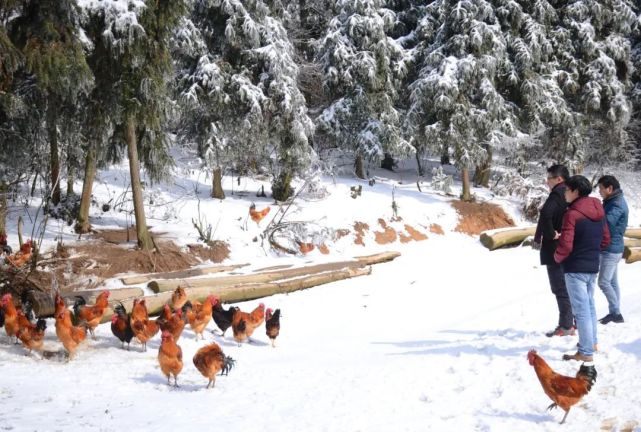 当一个年轻人决定回到乡村