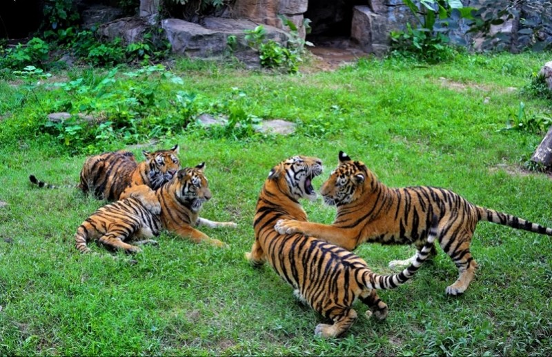 新春看虎山广州动物园虎虎生威系列活动闹新春